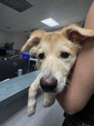 Shelter Stray Female Dog last seen , West Valley Animal Shelter, 20655 Plummer St, Chatsworth, CA 91311, USA