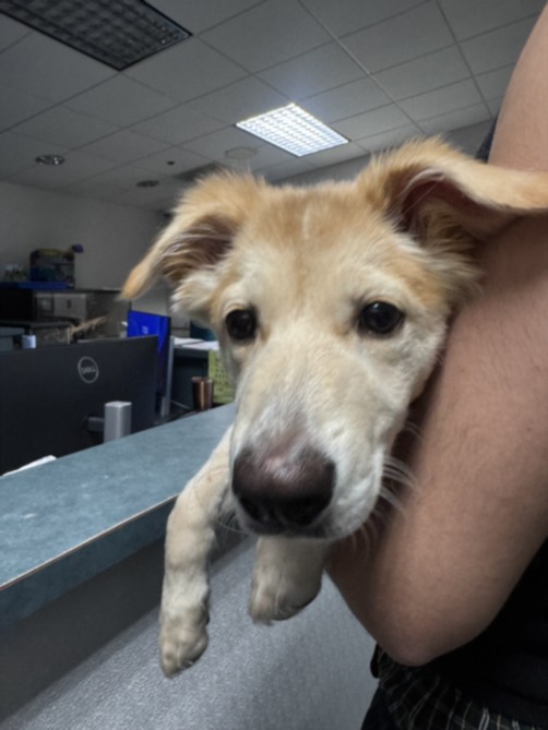 Shelter Stray Female Dog last seen , West Valley Animal Shelter, 20655 Plummer St, Chatsworth, CA 91311, USA