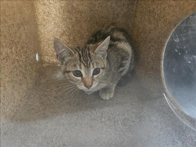 Shelter Stray Female Cat last seen , 3201 Lacy St, Los Angeles, CA 90031, USA