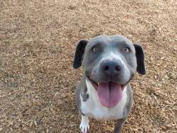 Shelter Stray Female Dog last seen MONTGOMERY & SAN MATEO, 8920 Lomas Blvd NE, Albuquerque, NM 87112, USA
