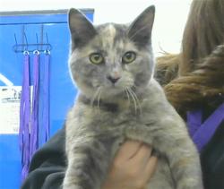 Shelter Stray Female Cat last seen TARGET STORE ON INDIAN SCHOOL, 8920 Lomas Blvd NE, Albuquerque, NM 87112, USA