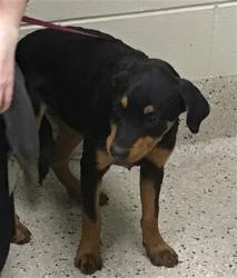 Shelter Stray Female Dog last seen 55TH AND PECOS, 12155 Park Blvd, Brighton, CO 80601, USA