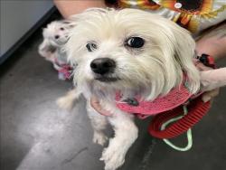 Shelter Stray Female Dog last seen , 1850 W 60th St, Los Angeles, CA 90047, USA