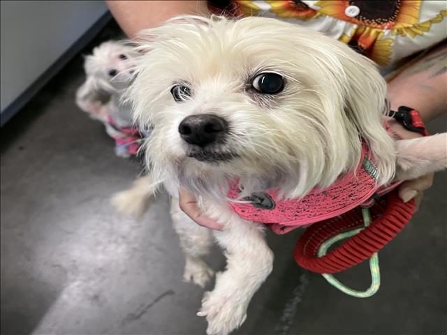 Shelter Stray Female Dog last seen , 1850 W 60th St, Los Angeles, CA 90047, USA