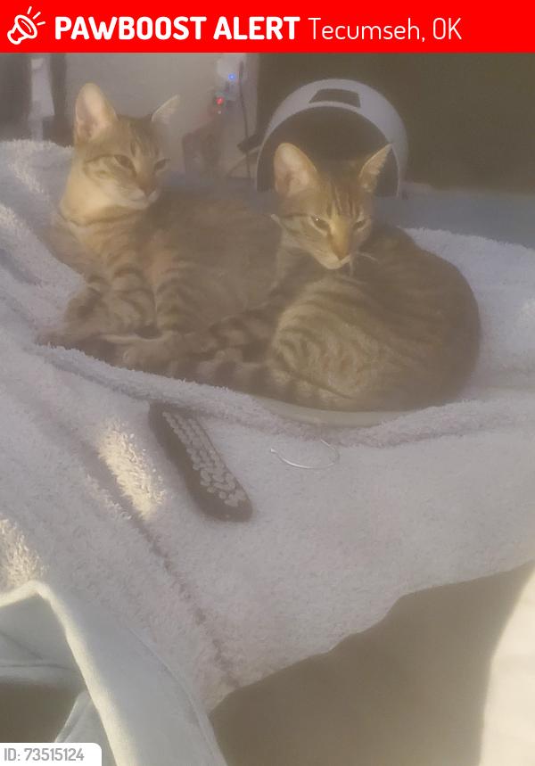 Lost Female Cat last seen Behind tecumseh park, Tecumseh, OK 74873