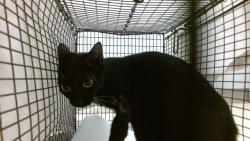 Shelter Stray Female Cat last seen Near BLOCK NW 184 ST, 3599 NW 79th Ave, Doral, FL 33122, USA