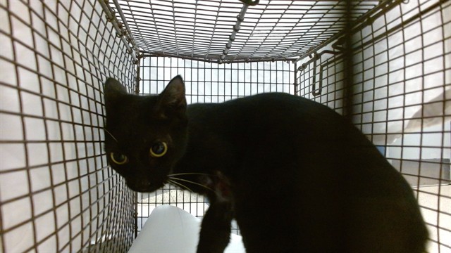 Shelter Stray Female Cat last seen Near BLOCK NW 184 ST, 3599 NW 79th Ave, Doral, FL 33122, USA