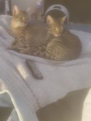 Lost Female Cat last seen Behind tecumseh park, Tecumseh, OK 74873