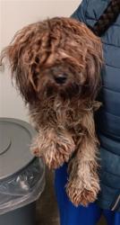 Shelter Stray Female Dog last seen , 1850 W 60th St, Los Angeles, CA 90047, USA