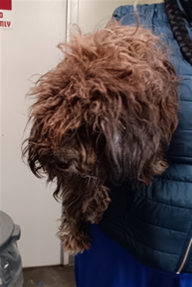 Shelter Stray Female Dog last seen , 1850 W 60th St, Los Angeles, CA 90047, USA
