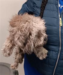 Shelter Stray Male Dog last seen , 1850 W 60th St, Los Angeles, CA 90047, USA