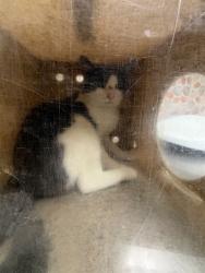 Shelter Stray Male Cat last seen Near BLOCK MERCURY CT, JURUPA VALLEY CA 91752, 6851 Van Buren Boulevard, Jurupa Valley, CA 92509, USA