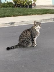 Found/Stray Unknown Cat last seen Franklin & Culp, Hayward, CA 94544