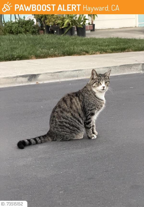 Found/Stray Unknown Cat last seen Franklin & Culp, Hayward, CA 94544