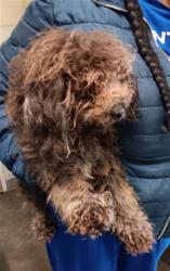 Shelter Stray Female Dog last seen , 1850 W 60th St, Los Angeles, CA 90047, USA
