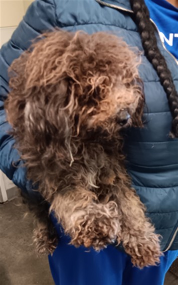 Shelter Stray Female Dog last seen , 1850 W 60th St, Los Angeles, CA 90047, USA