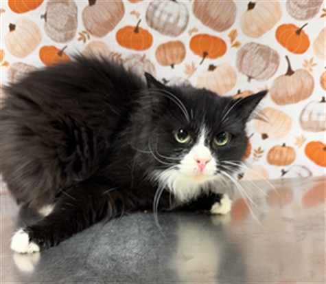 Shelter Stray Female Cat last seen Near BLOCK VAN BUREN BLVD, JURUPA VALLEY CA 92509, 6851 Van Buren Boulevard, Jurupa Valley, CA 92509, USA