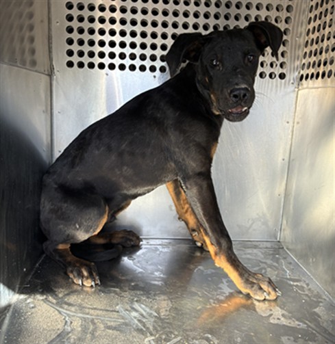 Shelter Stray Male Dog last seen INDIAN SCHOOL RD AND WINTERSBURG RD, 2500 S 27th Ave, Phoenix, AZ 85009, USA