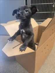 Shelter Stray Male Dog last seen Near BLOCK S ROOSEVELT ST, WICHITA KS 67210, 3303 N Hillside St, Wichita, KS 67219, USA