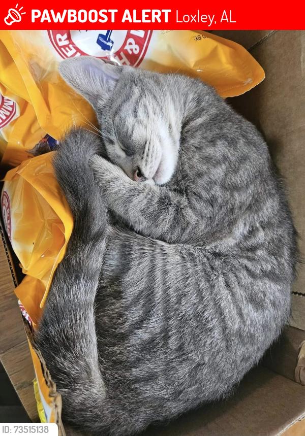 Lost Male Cat last seen Hwy 90 next to Autumn Woods subdivision, Loxley, AL 36551
