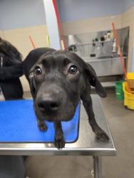 Shelter Stray Female Dog last seen Near BLOCK N CAVE CREEK RD, 2500 S 27th Ave, Phoenix, AZ 85009, USA