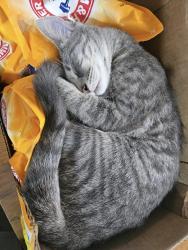 Lost Male Cat last seen Hwy 90 next to Autumn Woods subdivision, Loxley, AL 36551