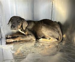 Shelter Stray Female Dog last seen INDIAN SCHOOL RD AND WINTERSBURG RD, 2500 S 27th Ave, Phoenix, AZ 85009, USA