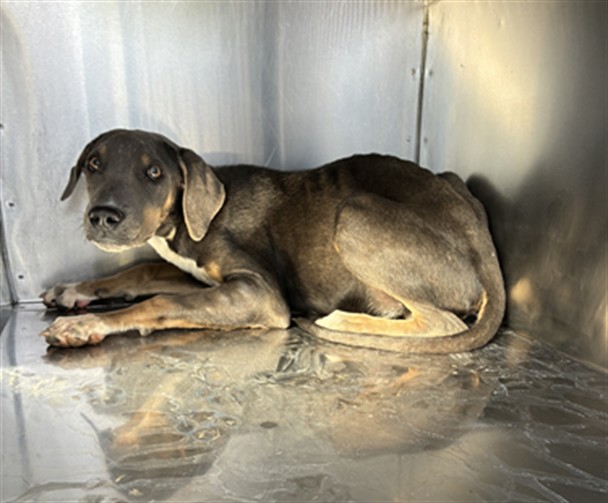 Shelter Stray Female Dog last seen INDIAN SCHOOL RD AND WINTERSBURG RD, 2500 S 27th Ave, Phoenix, AZ 85009, USA
