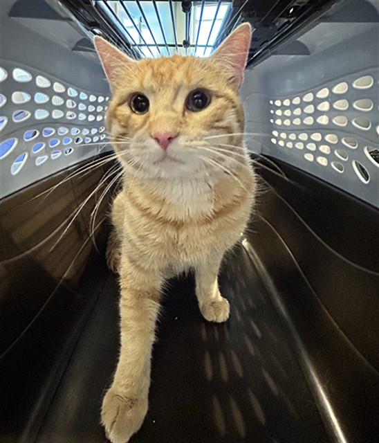 Shelter Stray Male Cat last seen Near BLOCK S FOREST ST, DENVER CO 80222, 2080 S Quebec St, Denver, CO 80231, USA