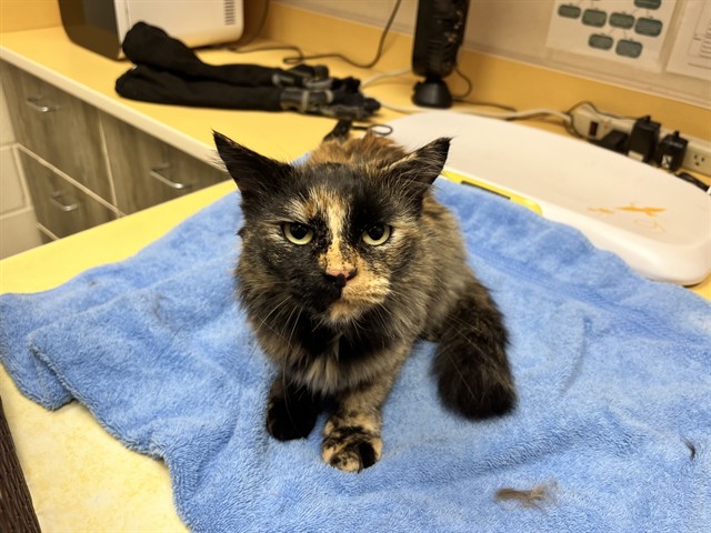 Shelter Stray Female Cat last seen Near BLOCK WINSTON RD, COLORADO SPRINGS CO 80909, 610 Abbot Ln, Colorado Springs, CO 80905, USA