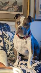 Reunited Male Dog last seen Near W PEACHTREE ST, NORCROSS, GA 30071, Norcross, GA 30071