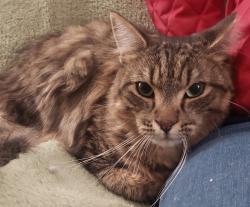Lost Male Cat last seen El Moro Dr. and Midway, Campbell, CA 95008