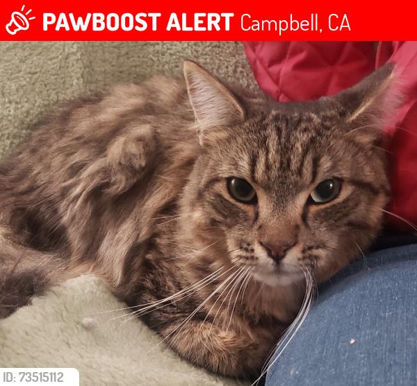Lost Male Cat last seen El Moro Dr. and Midway, Campbell, CA 95008