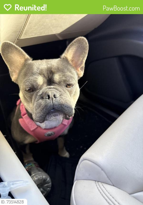 Reunited Female Dog last seen NW 16th St & N Ann Arbor Ave, Oklahoma City, OK 73127, USA, Oklahoma City, OK 73127