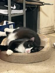 Reunited Male Cat last seen Home, Longview, TX 75605