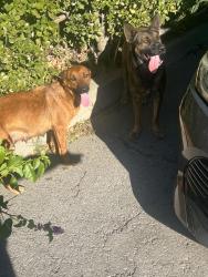 Found/Stray Female Dog last seen Palo verde st and Camulos Ave, Montclair, CA 91762