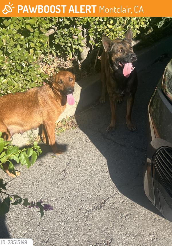 Found/Stray Female Dog last seen Palo verde st and Camulos Ave, Montclair, CA 91762