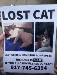 Lost Male Cat last seen Hamilton place & Jay ave, Queens, NY 11378