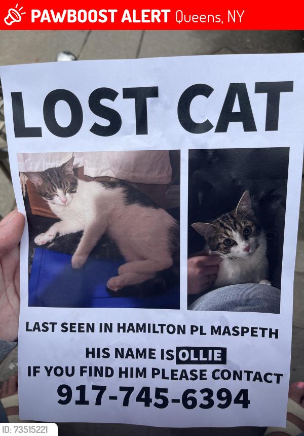 Lost Male Cat last seen Hamilton place & Jay ave, Queens, NY 11378