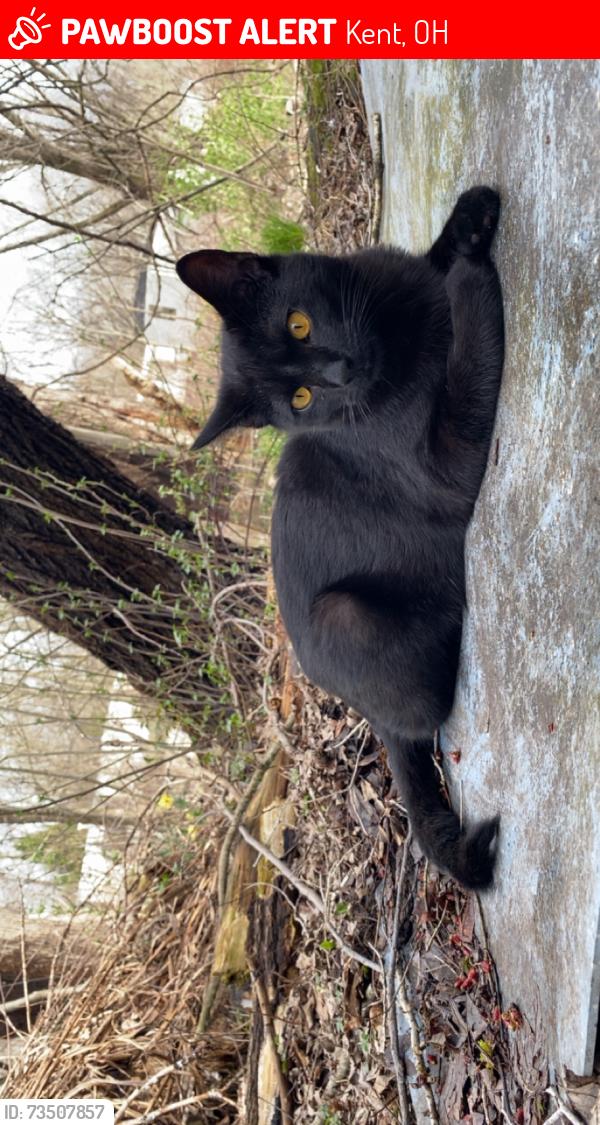 Lost Male Cat last seen Intersection of OH 59 and 261 in Kent Ohio, Kent, OH 44240