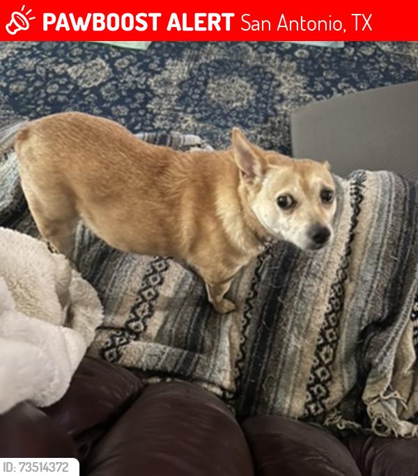 Lost Female Dog last seen Near Lockhill Selma Rd and Dreamland, San Antonio, TX 78230