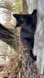 Lost Male Cat last seen Intersection of OH 59 and 261 in Kent Ohio, Kent, OH 44240