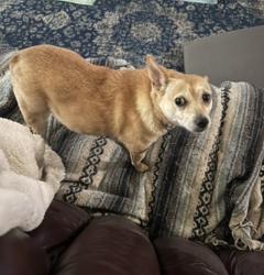 Lost Female Dog last seen Near Lockhill Selma Rd and Dreamland, San Antonio, TX 78230