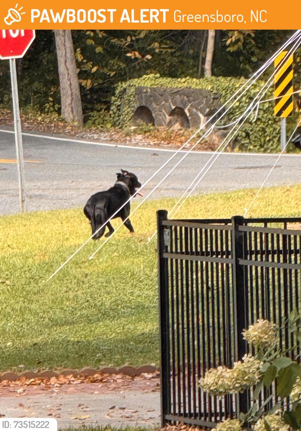 Found/Stray Male Dog last seen Meade & Henderson, Greensboro, NC 27410