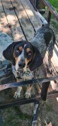 Reunited Female Dog last seen 45th & Miller Ave, Oklahoma City, OK 73119