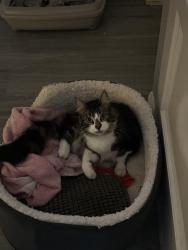Reunited Male Cat last seen Orpington, Greater London, England 