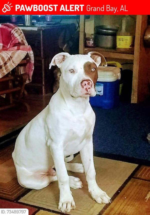 Lost Male Dog last seen Tom walker rd, Grand Bay, AL 36541