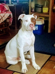 Lost Male Dog last seen Tom walker rd, Grand Bay, AL 36541