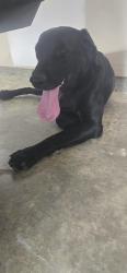 Found/Stray Male Dog last seen Sardis Church Rd, Macon, GA 31216