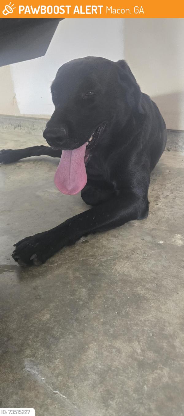 Found/Stray Male Dog last seen Sardis Church Rd, Macon, GA 31216